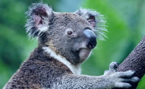 soñar con koalas