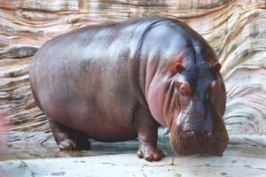 significado de soñar con hipopótamos